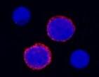 Mouse CD27/TNFRSF7 Antibody MAB574