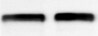 Human Alkaline Phosphatase/ALPP Antibody MAB59051