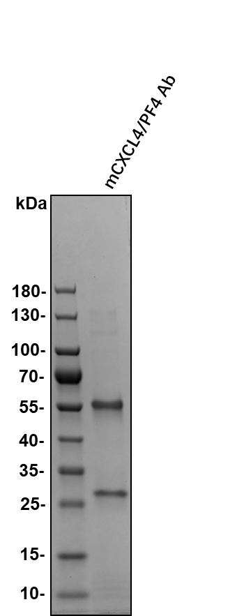 Mouse CXCL4/PF4 Antibody MAB595
