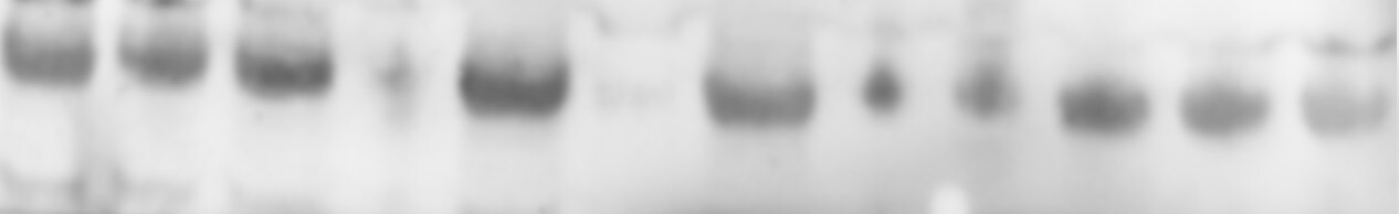 Mouse TORC1 Antibody MAB5978