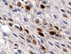 Human Cyclin B1 Antibody MAB60001