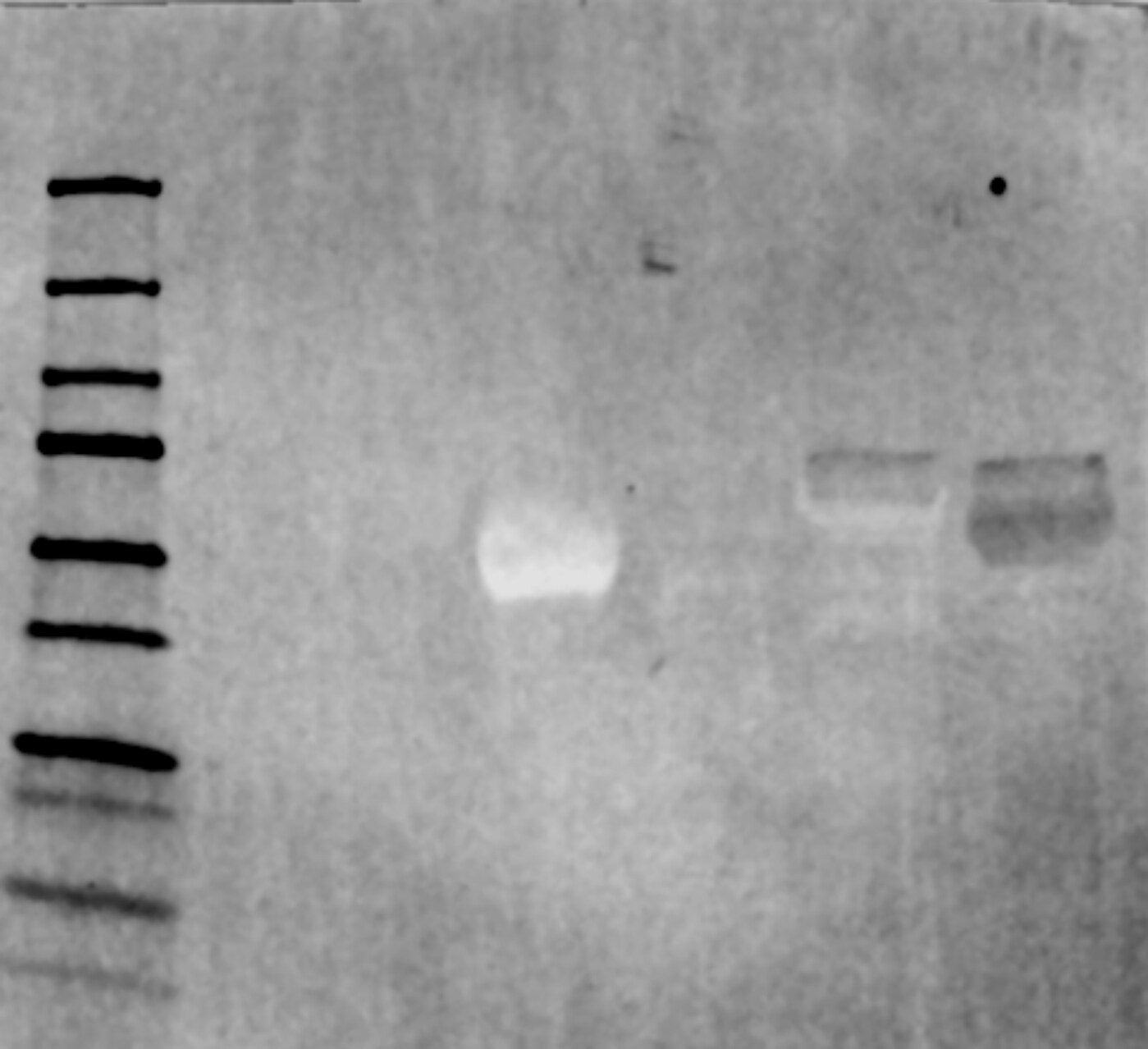 Human/Mouse/Rat HSPA2 Antibody MAB6010