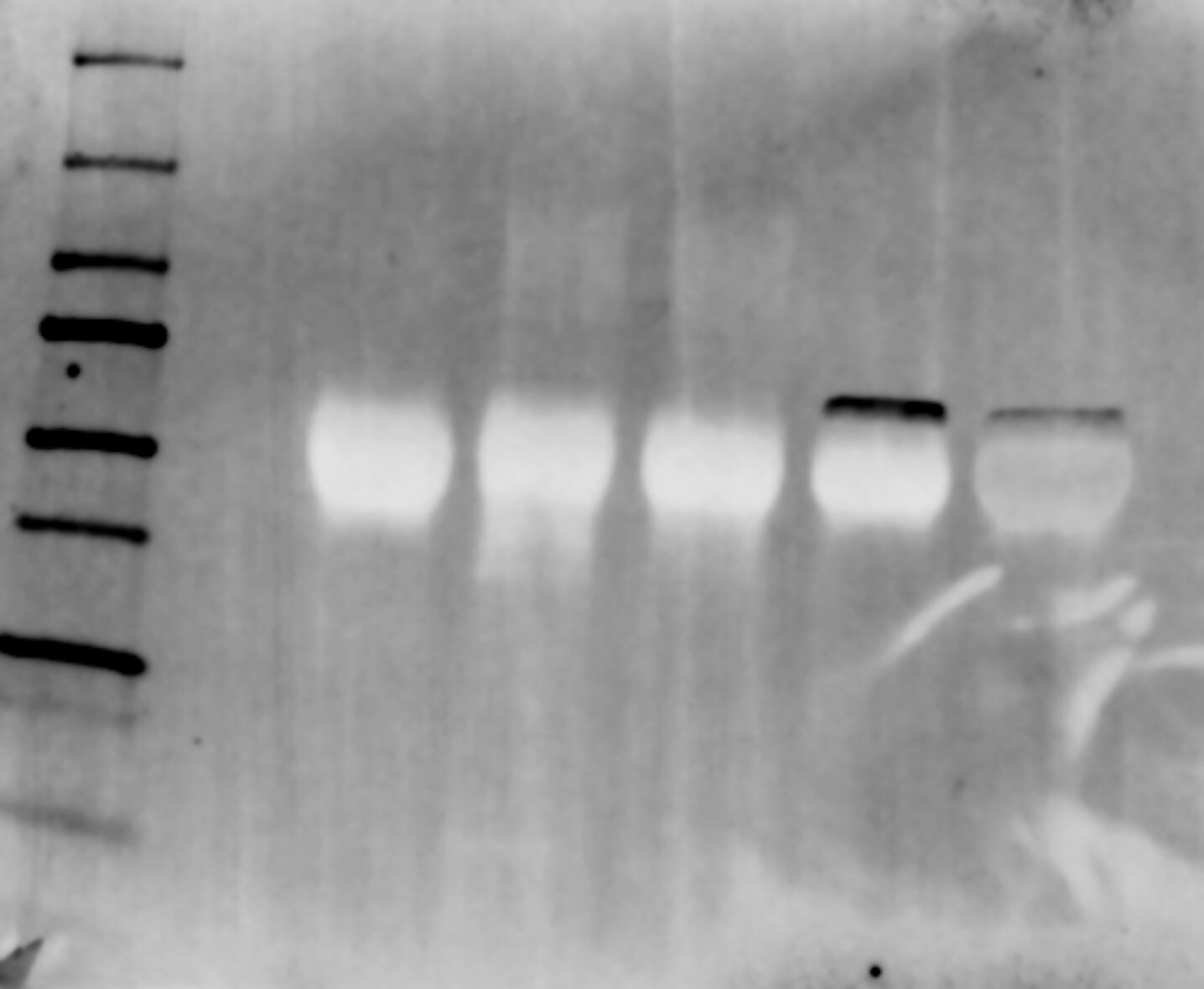 Human/Mouse/Rat HSPA2 Antibody MAB6010