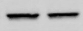 Human TTK Antibody MAB6028