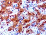 Human VIP Antibody MAB6079