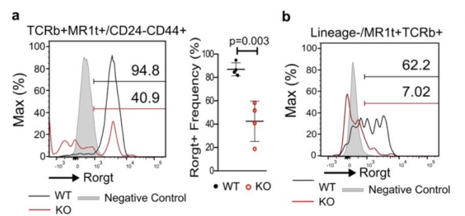 Human/Mouse ROR gamma /RORC/NR1F3 Antibody MAB6109