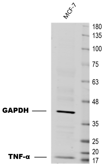 Human TNF‑ alpha  Antibody MAB610