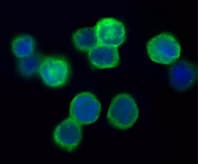 Human TNF‑ alpha  Antibody MAB610