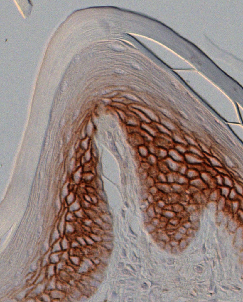 Human/Mouse CD44 Antibody MAB6127