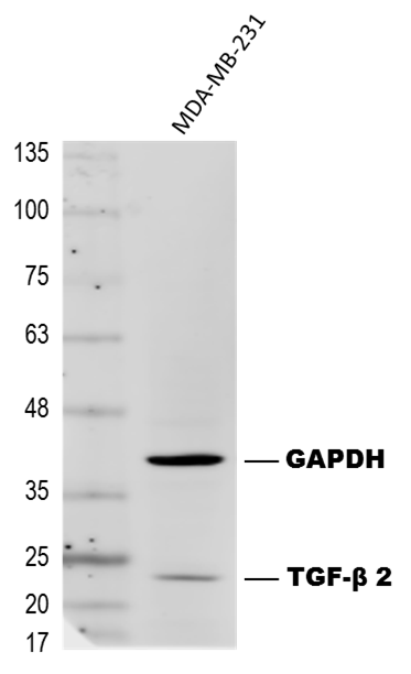 TGF‑ beta 2 Antibody MAB612