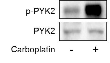 Human Phospho-PYK2/FAK2 (Y402) Antibody MAB6210
