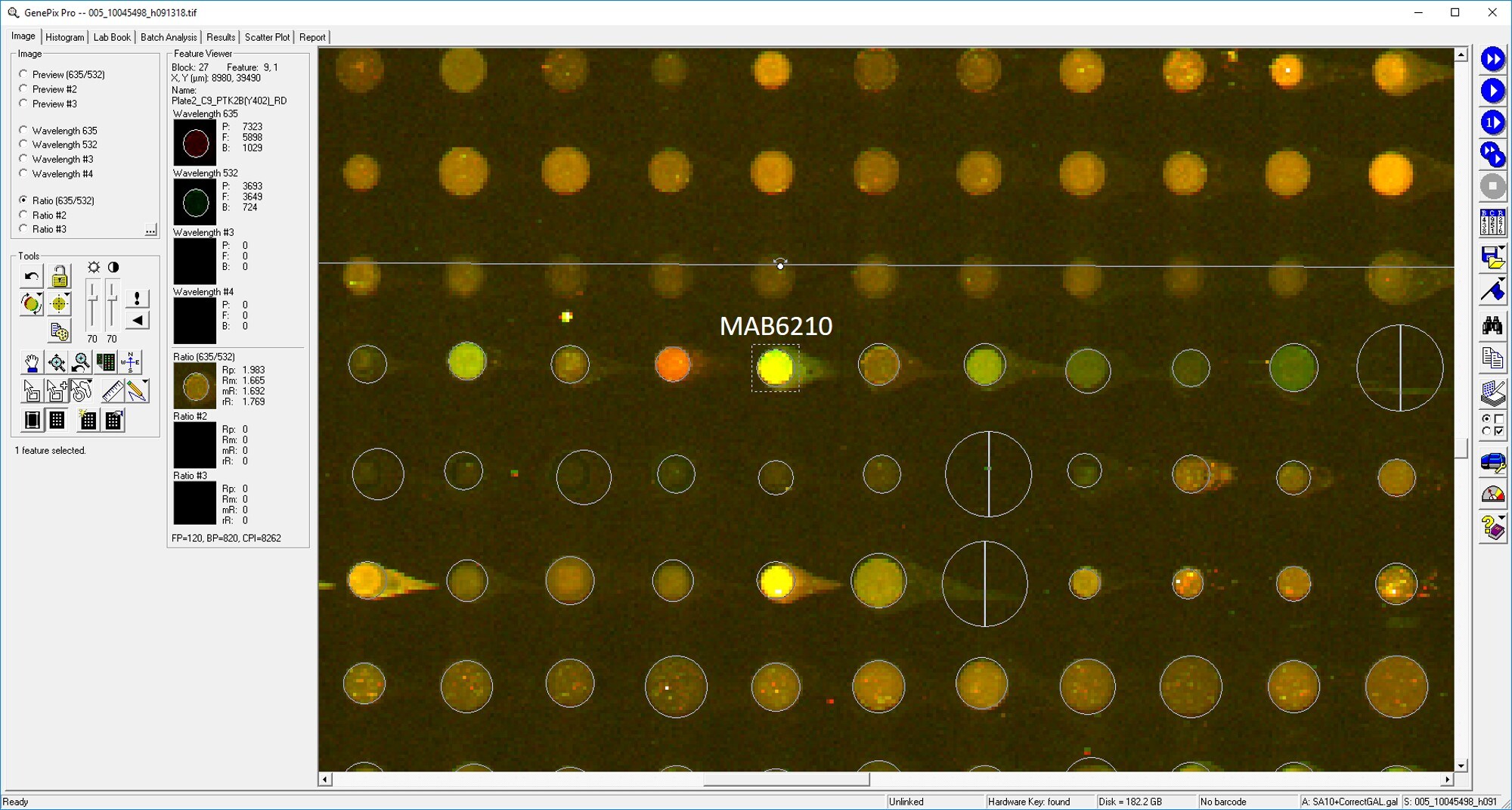 Human Phospho-PYK2/FAK2 (Y402) Antibody MAB6210