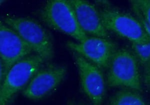 Human TDRKH Antibody MAB6286