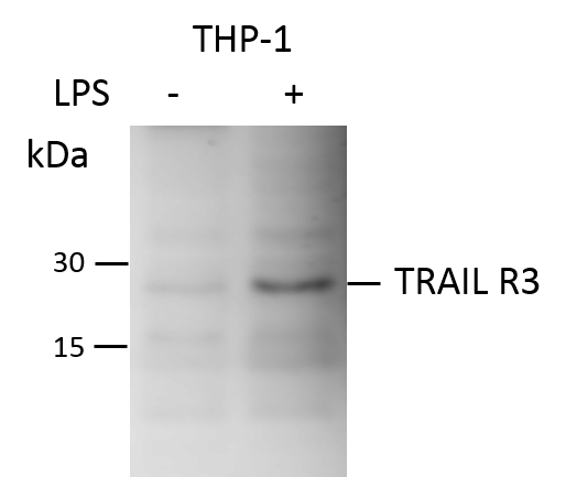 Human TRAIL R3/TNFRSF10C Antibody MAB6302