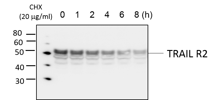 Human TRAIL R2/TNFRSF10B Antibody MAB6313
