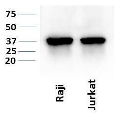 Human CD40/TNFRSF5 Antibody MAB6321