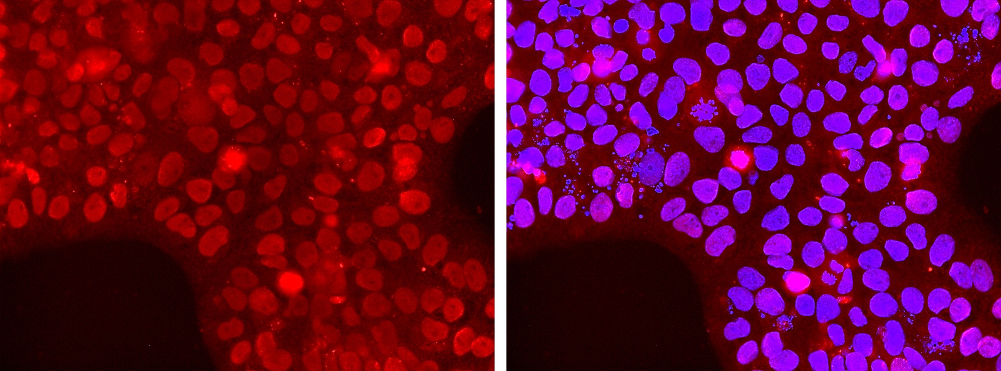 Human/Mouse GATA‑3 Antibody MAB6330