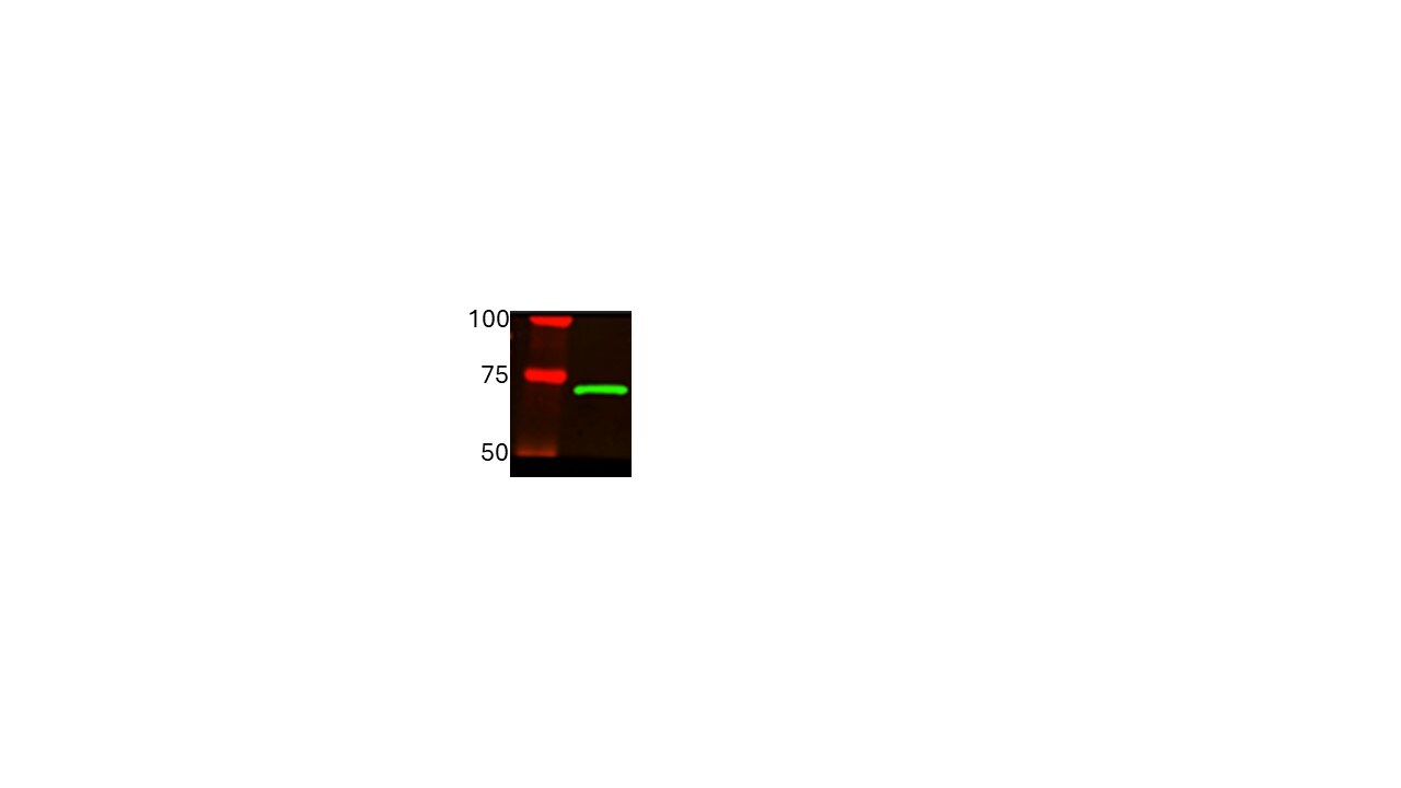 Human/Mouse TORC2 Antibody MAB6338