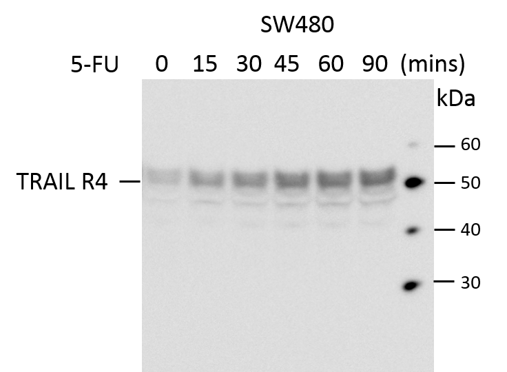 Human TRAILR4/TNFRSF10D Antibody MAB633