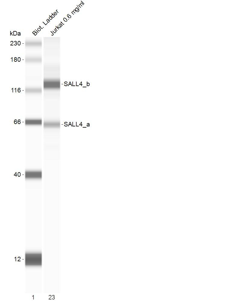 Human/Mouse SALL4 Antibody MAB6374