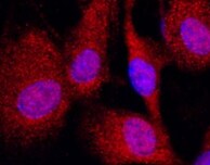 Human Glutathione S-Transferase pi 1/GSTP1 Antibody MAB6455