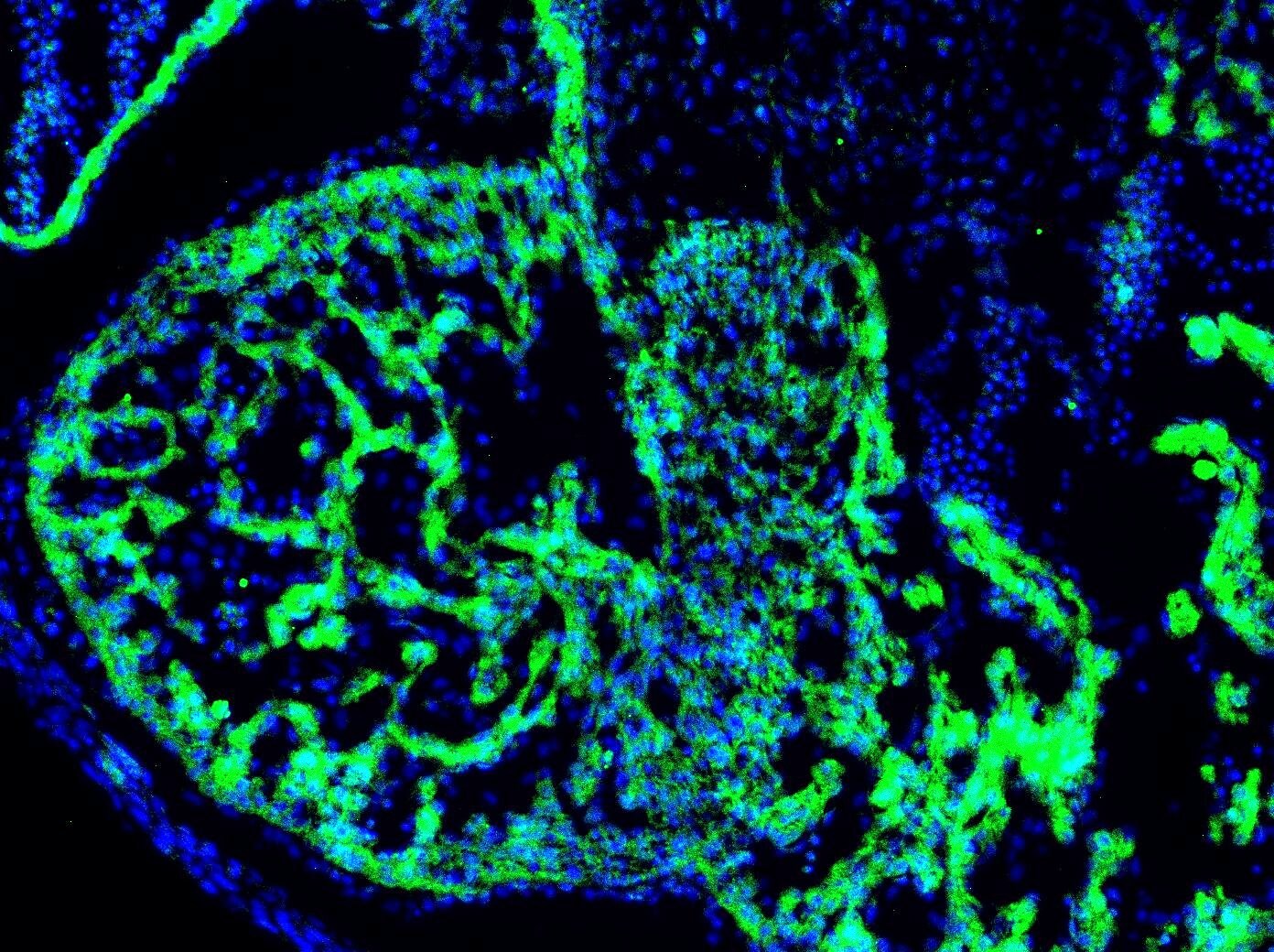 Human/Mouse Wnt‑5a Antibody MAB645
