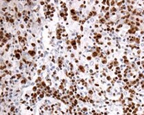 Human PILR‑ alpha  Antibody MAB64841