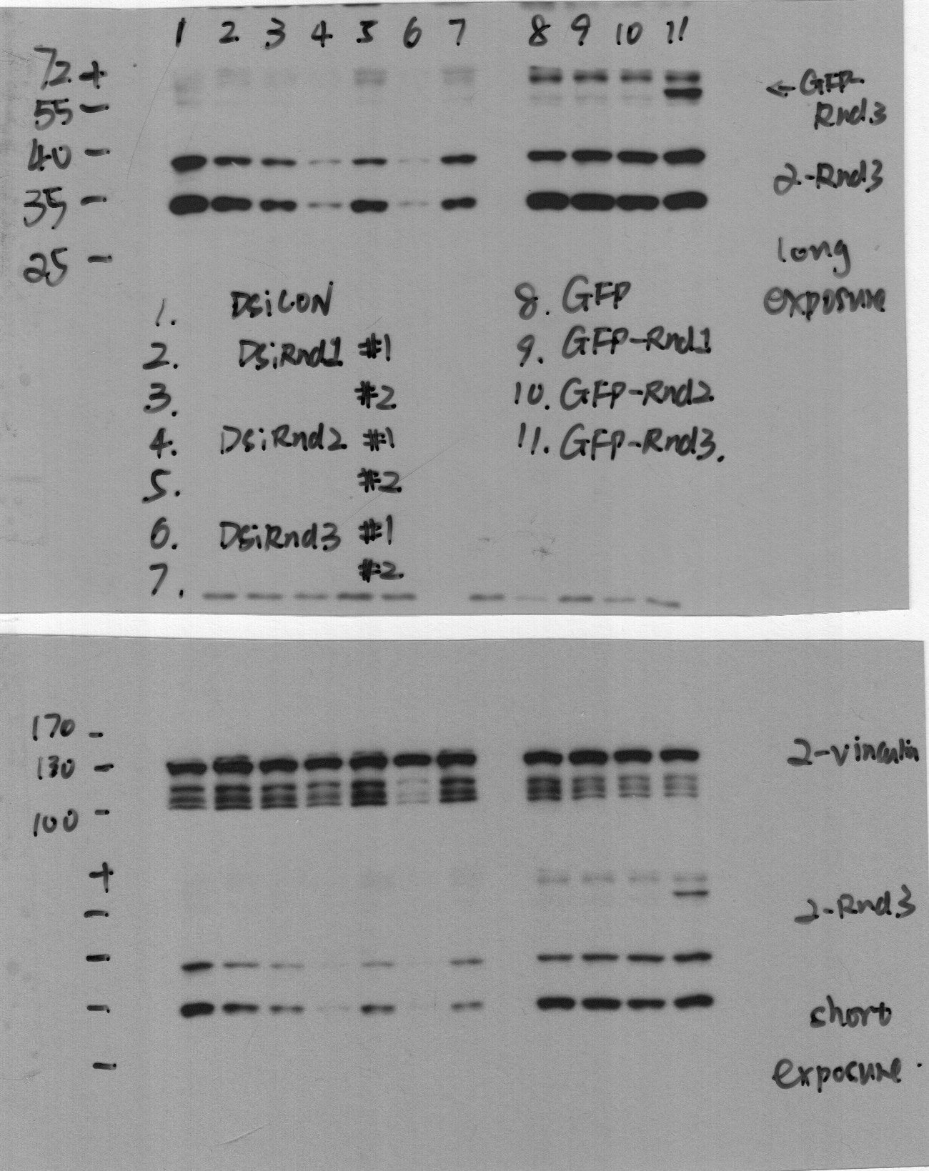 Human/Mouse RND3 (RD1 Peptide) Antibody MAB6618