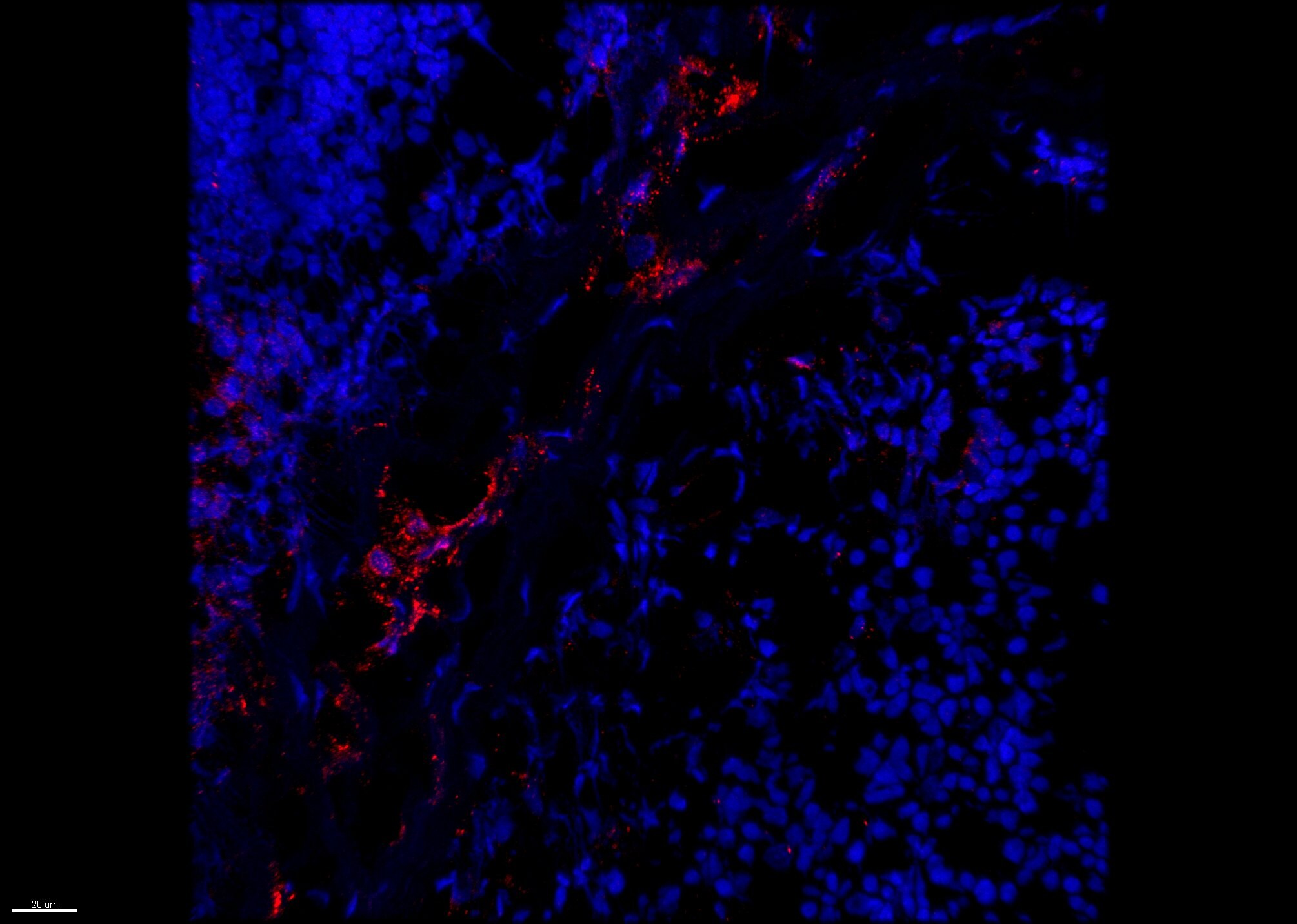 Human PTGER2 Antibody MAB6656