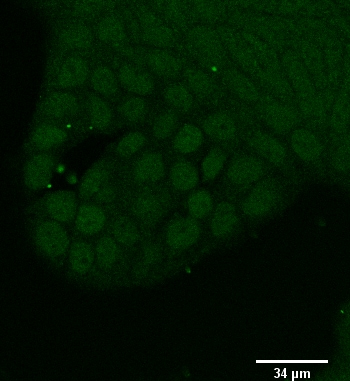 Human ZEB1 Antibody MAB6708