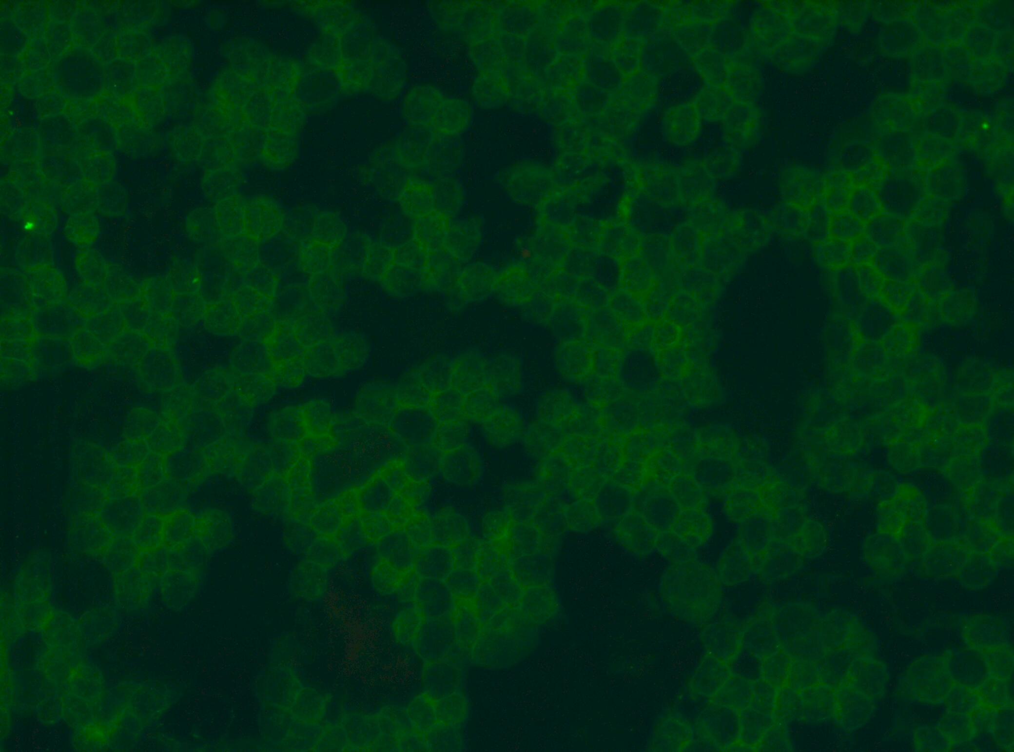 Canine CD8 alpha  Antibody MAB6709