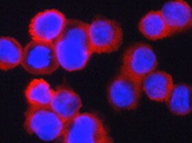 Human Protocadherin‑15 Antibody MAB6729