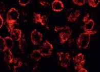 Human ZNF143 Antibody MAB6804