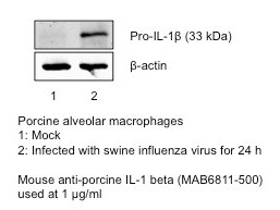 Porcine IL‑1 beta /IL‑1F2 Antibody MAB6811
