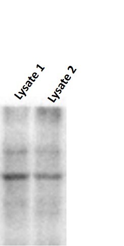 Human Skp2 Antibody MAB6817