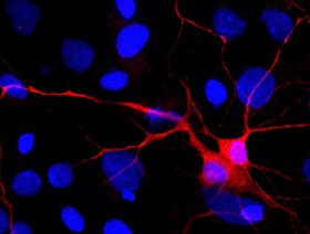Human VIAAT/SLC32A1 Antibody MAB6847