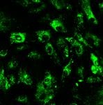 HA Tag Antibody MAB6875