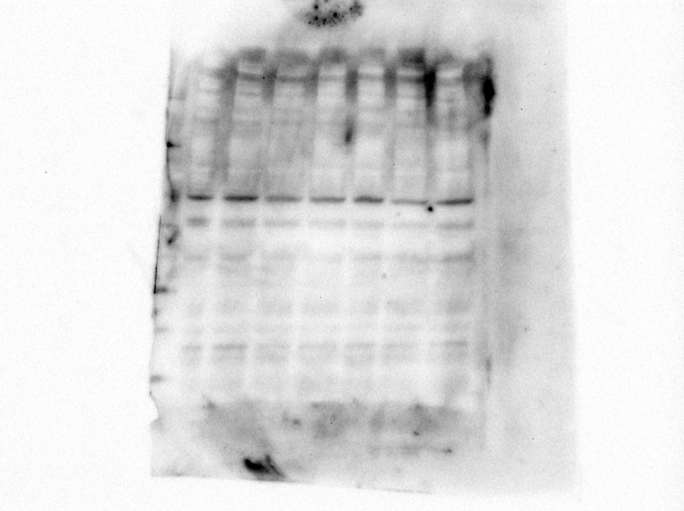 HA Tag Antibody MAB6875