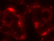 HA Tag Antibody MAB6875