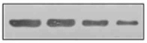 Human TRAIL/TNFSF10 Antibody MAB687