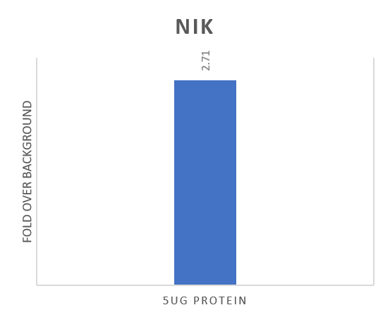 Human NIK/MAP3K14 Antibody MAB6888