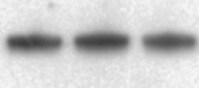 Human/Mouse Phospho-PRAS40 (T246) Antibody MAB6890