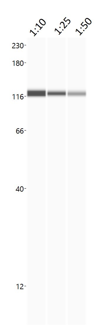 Human/Mouse/Rat Vinculin Antibody MAB6896