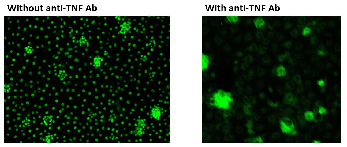 Porcine TNF‑ alpha  Antibody MAB6903