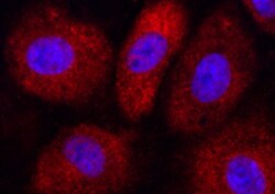 Human EGLN3/PHD3 Antibody MAB6954