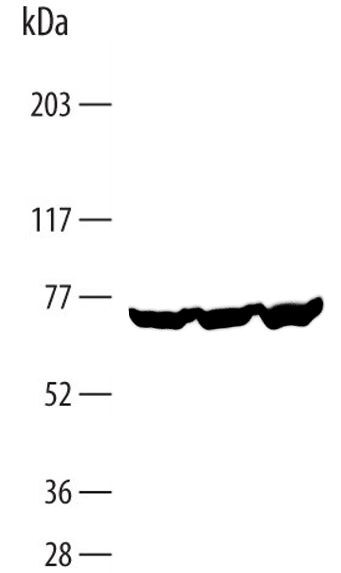 Human DMPK Antibody MAB6967
