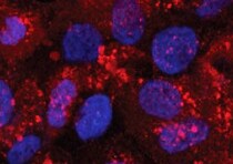 Human/Mouse GDPD2 Antibody MAB7026