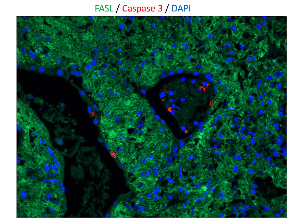 Human Caspase‑3 Antibody MAB7071