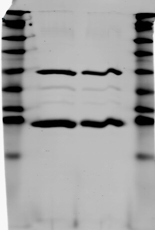 Human Caspase‑3 Antibody MAB707