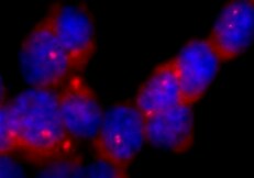 Human ER beta /NR3A2 Antibody MAB7106